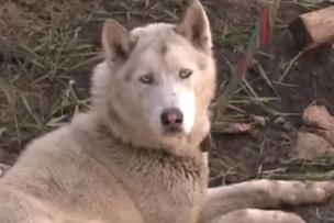 Белого волка в Ингушетии выпустят на территорию заповедника