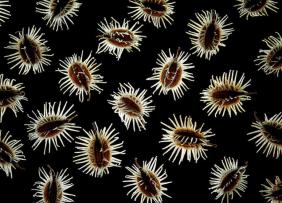 Из Ставрополья в Воронежскую область попали семена карантинных сорняков вместе с семенами моркови